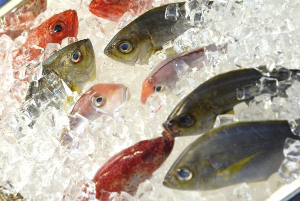 fisk