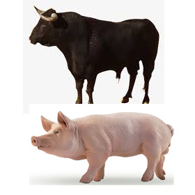 Hungfat